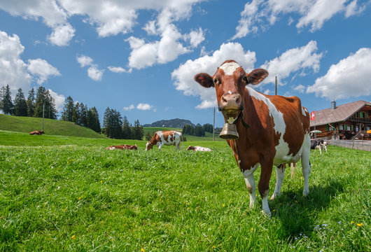 Cow with cowbell in an alpine meadow in the swiss alps in front of a farm with swiss flag