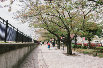 Japanese and tourist enjoying to see sakura