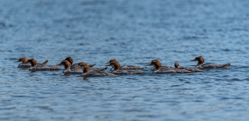 Young Goosanders Swimming on a River in Latvia