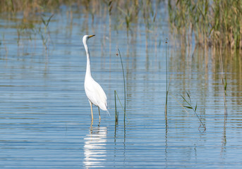 Great White Egret In a Lake in a Wetland in Latvia