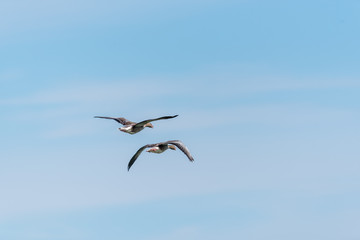 Obraz premium Grey Geese Flying in a Clear Blue Sky
