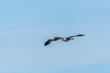 Grey Geese Flying in a Clear Blue Sky