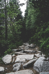 Forest in Hight Tatras