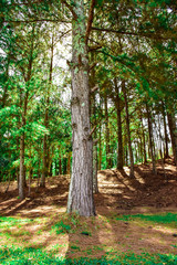 pine forest with bright colors