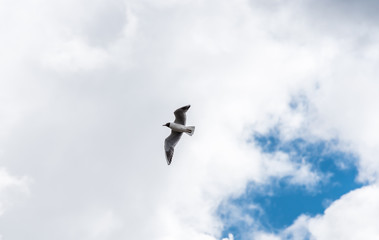 Seagull Flying in a Cloudy Sky