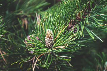 Cones of Rocky Mountain pine in Hight Tatras