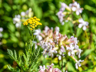 Wildflowers in a Field in Riga Latvia