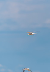 Black Headed Seagull Flying in a Clear Blue Sky