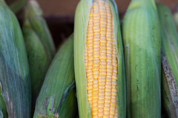 Closeup view of corn cobs partially peeled on display for sale. Product of agriculture. Natural food