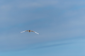 Black Headed Seagull Flying in a Clear Blue Sky