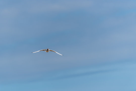 Black Headed Seagull Flying in a Clear Blue Sky