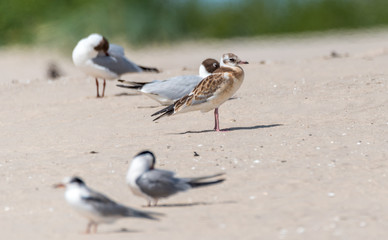 Seagulls and Terns on Sand Dune in Latvia