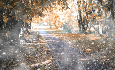 Autumn park in the first snow