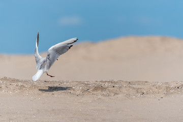 Black Headed Seagull Landing on a Sandy Beach in Latvia