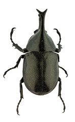 Rhinoceros beetle