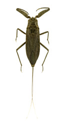 Nepidae insect