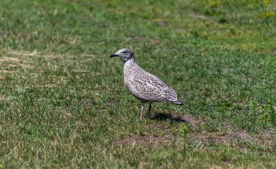 Young Seagull Walking on Grass