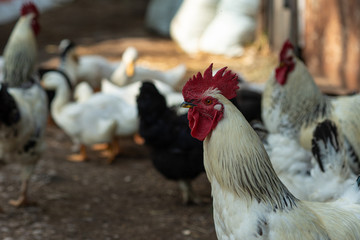 Rooster in the farmyard. Ducks and hens in the background. Farm scene