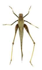 Black Tettigoniidae