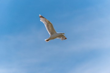 Seagull Flying in a Partly Cloudy Sky