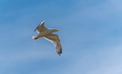 Seagull Flying in a Partly Cloudy Sky
