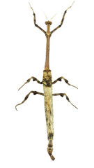 Mantidae in asia or Mantidae