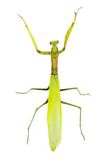 Mantidae in asia or Mantidae