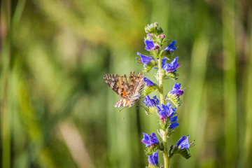 Beautiful spring flowers in a wood clearing meadow with butterfly on it. Spring scenery with local insects pollinating the flower.