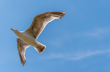 Seagull Flying in a Partly Cloudy Sky