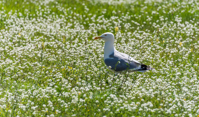 Seagull in a Field of White Flowers