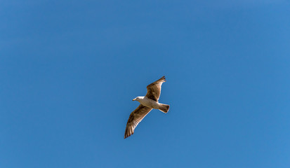 Young Seagull Flying in a Clear Blue Sky