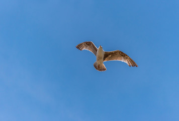 Seagull Flying in a Partly Cloudy Sky