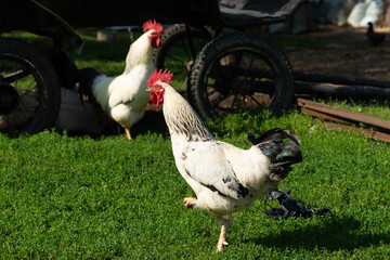 Roosters and hens on the green grass of the farmyard on a sunny summer day. Farm scene