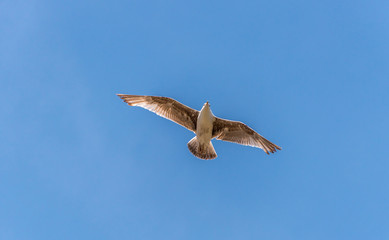 Seagull Flying in a Partly Cloudy Sky