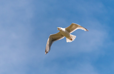 Seagull Flying in a Partly Cloudy Sky