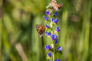 Beautiful spring flowers in a wood clearing meadow with butterfly on it. Spring scenery with local insects pollinating the flower.