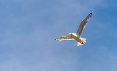 Seagull Flying in a Partly Cloudy Sky