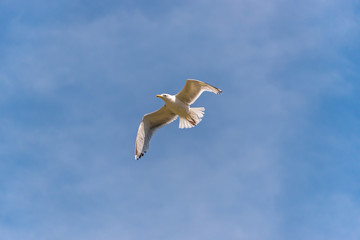 Seagull Flying in a Partly Cloudy Sky