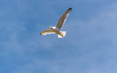Fototapeta na wymiar Seagull Flying in a Partly Cloudy Sky