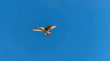 Young Seagull Flying in a Clear Blue Sky