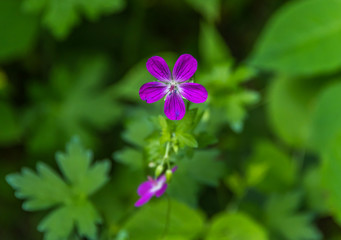 Macro of a Tiny Purple Flower in a Forest
