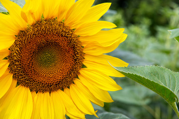 Sunflower closeup. Field with sunflowers. Advertising sunflower seeds and oil. Advertising banner.