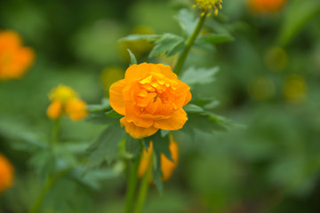 spring flowers troll european orange princess