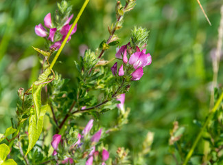 Pink Wildflowers in a Forest in Latvia on a Summer Day