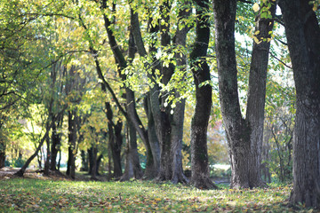 Autumn background in the park