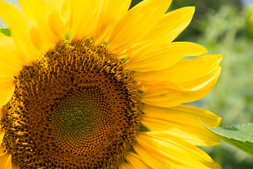 Obraz premium Sunflower closeup. Field with sunflowers. Advertising sunflower seeds and oil. Advertising banner.