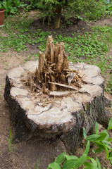 cut down the trunk of a rotten tree