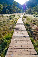 wooden platform through the swamp