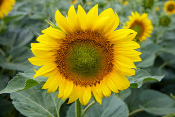 Obraz premium Sunflower closeup. Field with sunflowers. Advertising sunflower seeds and oil. Advertising banner.