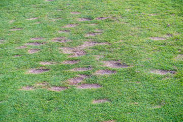 Beschädigte und abgenutzte Rasenfläche auf Golfplatz